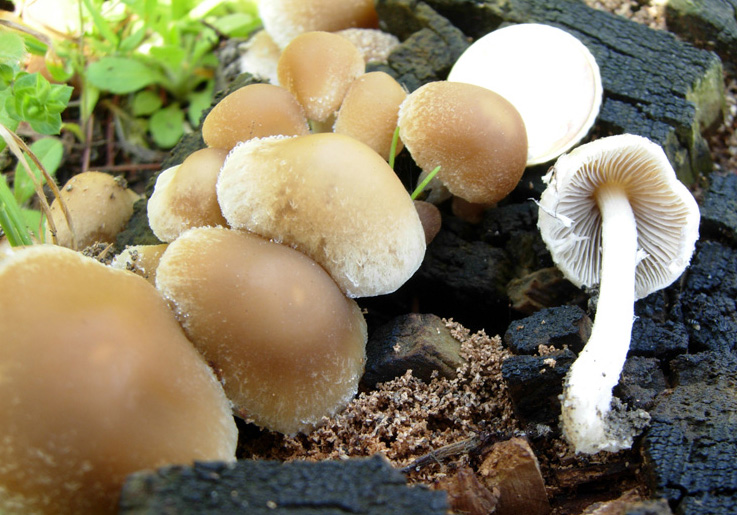 Funghi dell''ambulatorio